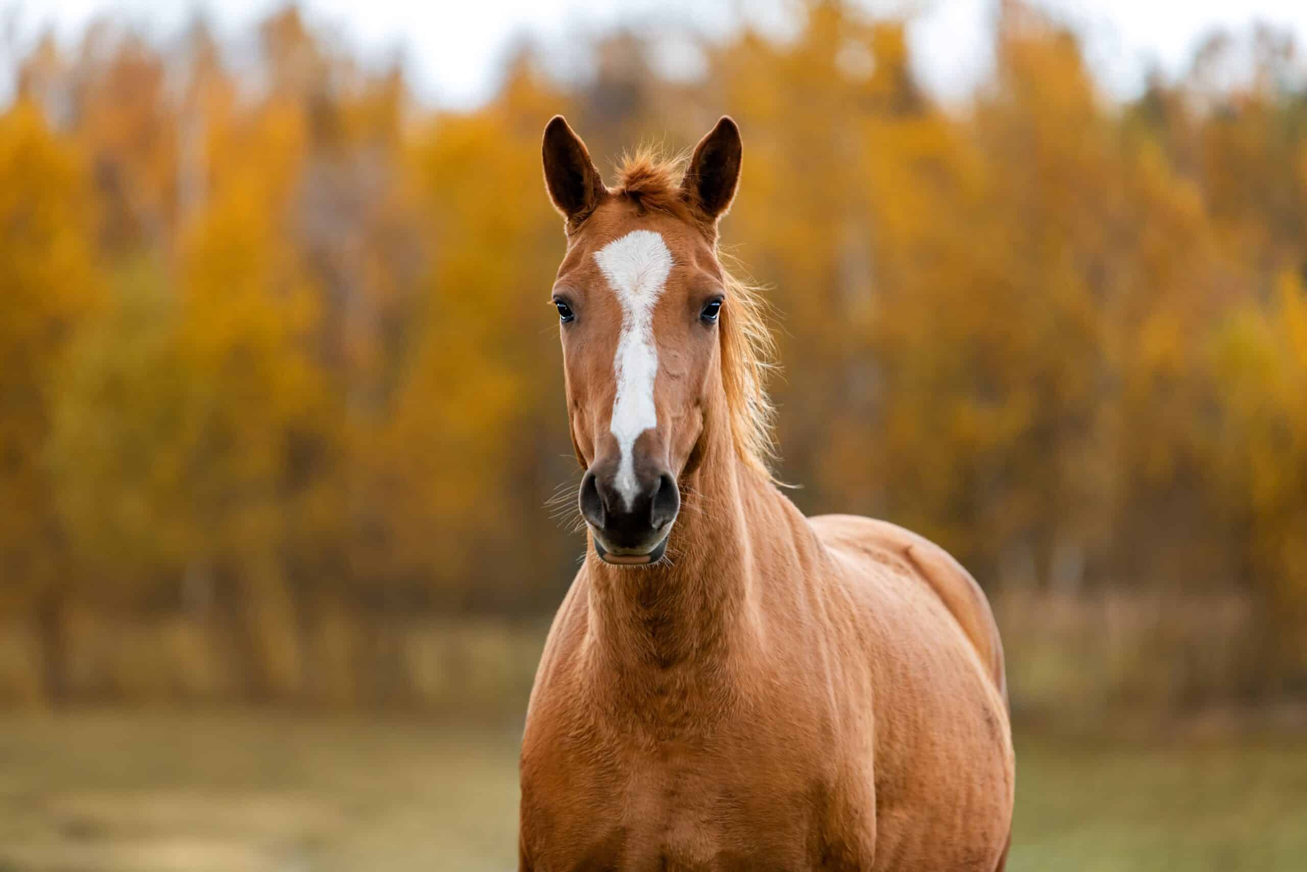 A horse runs towards the camera
