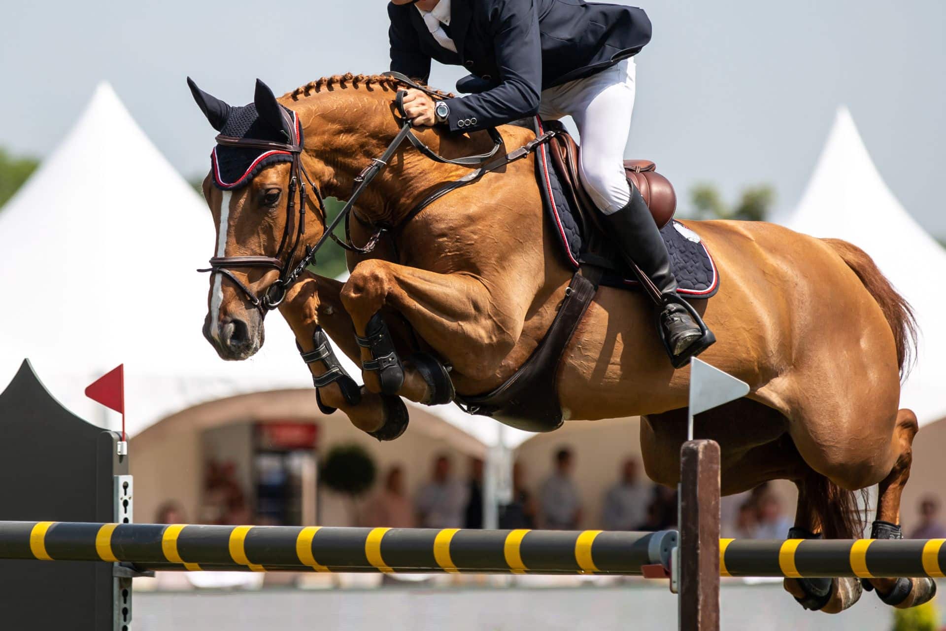 jumping horses for sale represented by a rider guiding a bay horse over a coloured obstacle during an outdoor jumping round