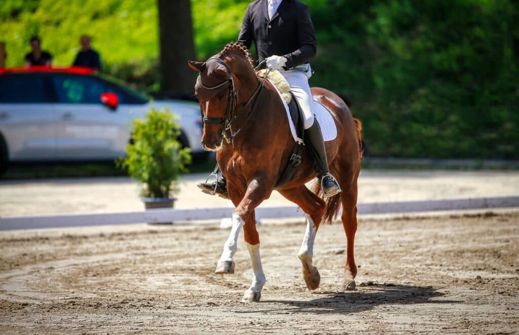 jumping horses for sale shown by a rider on a chestnut horse cantering in an outdoor arena with clear footing