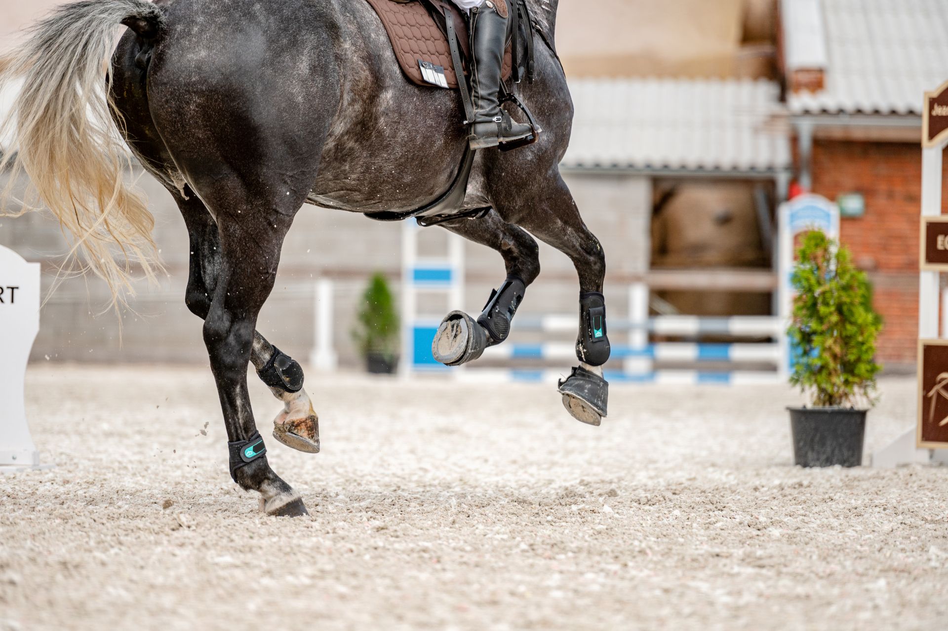 jumping horses for sale illustrated through the close-up legs of a horse galloping on a bright sand arena